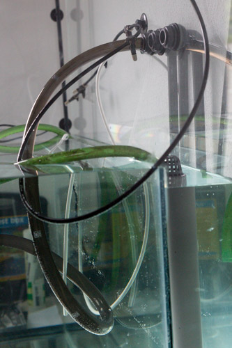 Water in the paludarium fully filled. The aquatic part left is about to overflow to the dirty-water part (right) and in turn that water is drained to the sewer.
