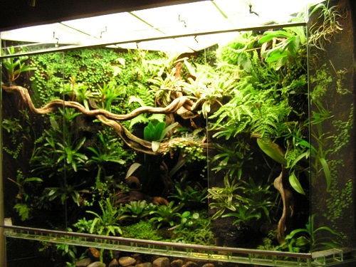 Nice view into a paludarium featuring the lianas I will be adding too - image by gifkikkerportaal.nl