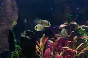 Cleithracara maronii (keyhole cichlid) discovering their new world. The blue stripes in the background are Paracheirodon axelrodi (Cardinal tetras)