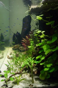 Looking through the Aquatic part of the Paludarium from the right side.