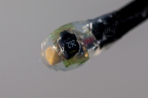 The Sensirion SHT-11 sensor glued into a drop of silicone. This digital sensor measures air temperature and relative humidity in the Paludarium.