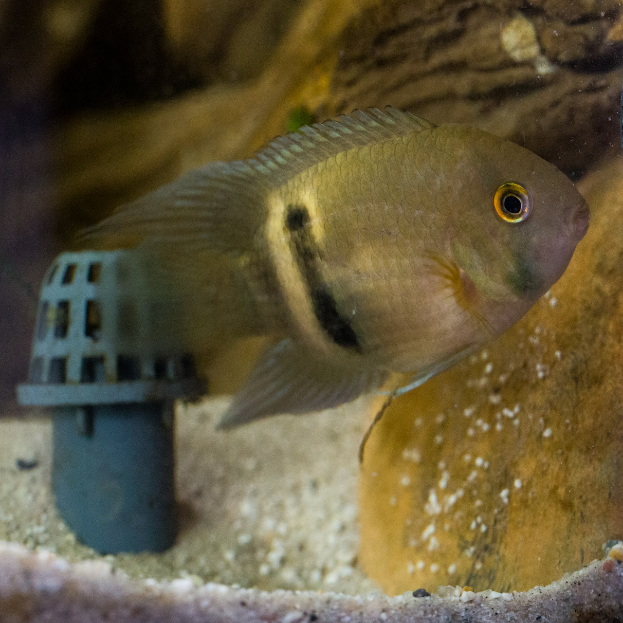 A keyhole cichlid defending its eggs that were laid on a rocky surface near the filter drain.